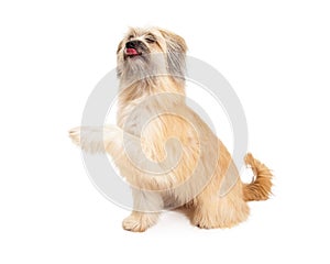 Pyrenean Shepherd Dog Sitting and Licking Lips