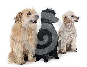 Pyrenean shepherd and poodles