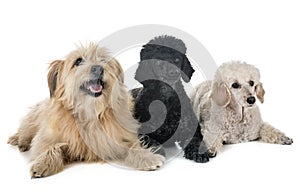 Pyrenean shepherd and poodles