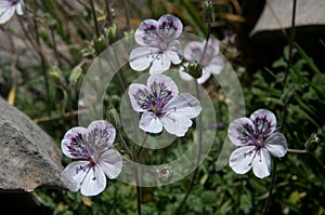 Pyrenean storkÃ¢â¬â¢s-Bill photo