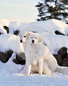 Pyrenee mountain dog