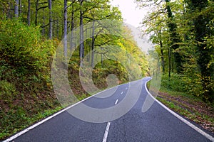 Pyrenees curve road in forest