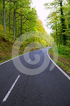 Pyrenees curve road in forest