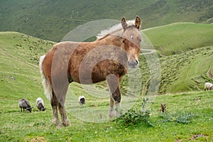 Pyrenees's pony