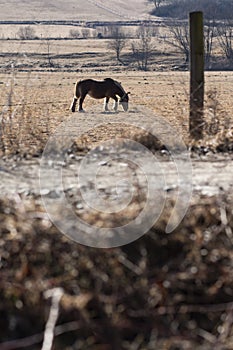 Pyrenes horse pasturing on a brown meadow field landscape