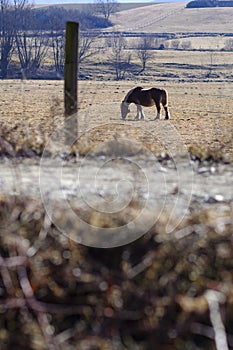 Pyrenes horse pasturing on a brown meadow field landscape