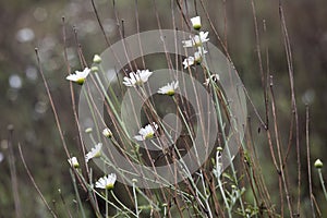 Pyrethrin flowers in field