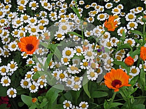 Pyrethrum and calendula in the summer garden