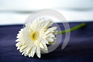 Pyrethrum Flower on the bed