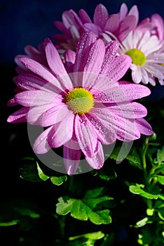 Pyrethrum flowers with dew drops