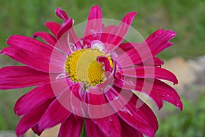 Pyrethrum hybridum- Crimson giant.