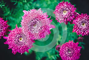 Pyrethrum hybridum flore plena rosea pink flowers in the garden