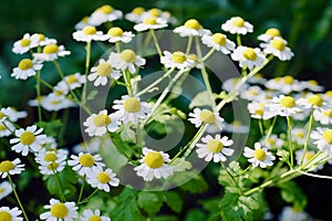 Pyrethrum parthenium