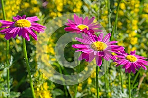 Pyrethrum pink in bloom