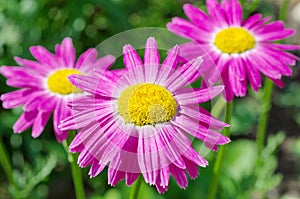 Pyrethrum roseum bloom in the garden