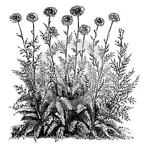 Pyrethrum, Roseum, Flore, Pleno, solitary, flowers, disks vintage illustration