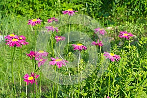 Pyrethrum roseum in the garden