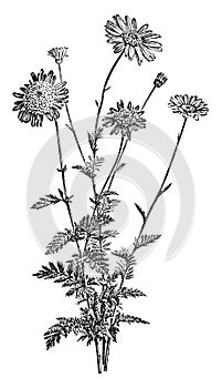 Pyrethrum Roseum vintage illustration