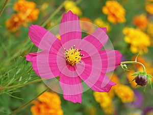 Pyrethrum roseus (soft focus)