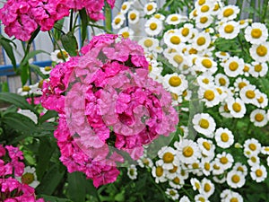 Pyrethrum and Turkish Carnation lat. Dianthus barbatus