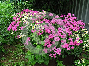 Pyrethrum and Turkish Carnation lat. Dianthus barbatus