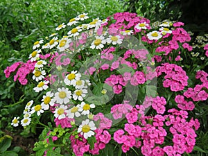 Pyrethrum and Turkish Carnation lat. Dianthus barbatus