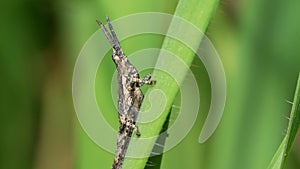 Pyrgomorpha cognata bug sitting on a grass.