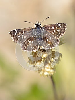 Pyrgus butterfly on plante photo