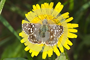 Pyrgus malvae Butterfly (Grizzled skipper) photo