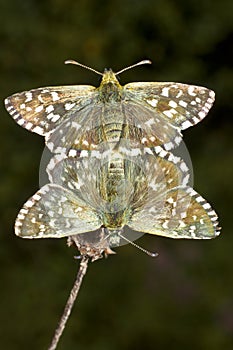Pyrgus malvae Butterfly mating (Grizzled skipper) photo