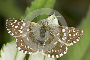 Pyrgus malvae / Grizzled Skipper butterfly photo