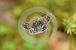 Pyrgus melotis, the Aegean skipper butterfly , butterflies of Iran