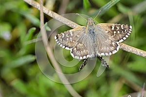 Pyrgus onopordi or the bigornian checkered, is from the Hesperiidae family photo