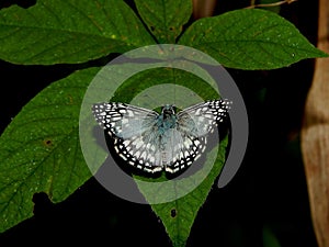 Pyrgus orcus or Orcus chequered skipper butterfly photo