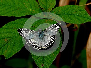 Pyrgus orcus or Orcus chequered skipper butterfly