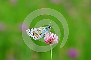 Pyrgus sidae , the yellow-banded skipper butterfly