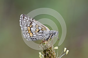 Pyrgus sidae , the yellow-banded skipper butterfly