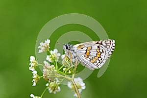 Pyrgus sidae , the yellow-banded skipper butterfly on flower , butterflies of Iran photo