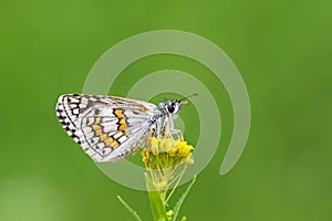 Pyrgus sidae , the yellow-banded skipper butterfly photo