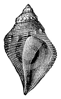 Pyrifusus Gastropod, vintage illustration