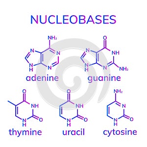 Pyrimidine and purine nucleobases photo
