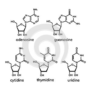 Pyrimidine and  purine nucleosides
