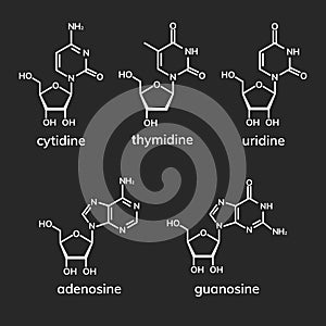 Pyrimidine and purine nucleosides photo