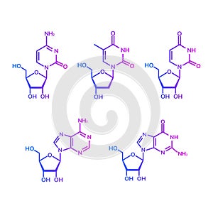 Pyrimidine and purine nucleosides photo