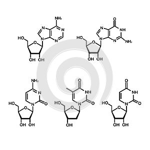 Pyrimidine and  purine nucleosides photo