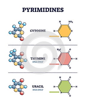 Pyrimidines as cytosine, thymine and uracil organic compounds outline diagram photo