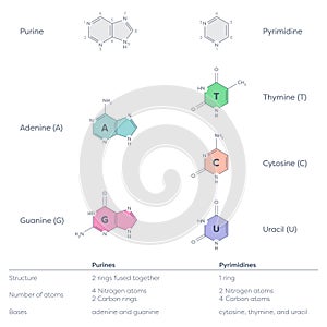 pyrimidines and purines that make up DNA & RNA nucleotides