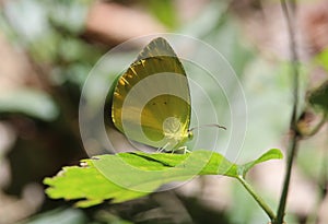 Pyrisitia genus butterfly with ventral view photo