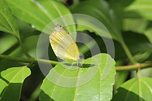 Pyrisitia genus butterfly on a leaf (I) photo