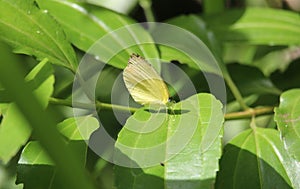 Pyrisitia genus butterfly on a leaf (II) photo